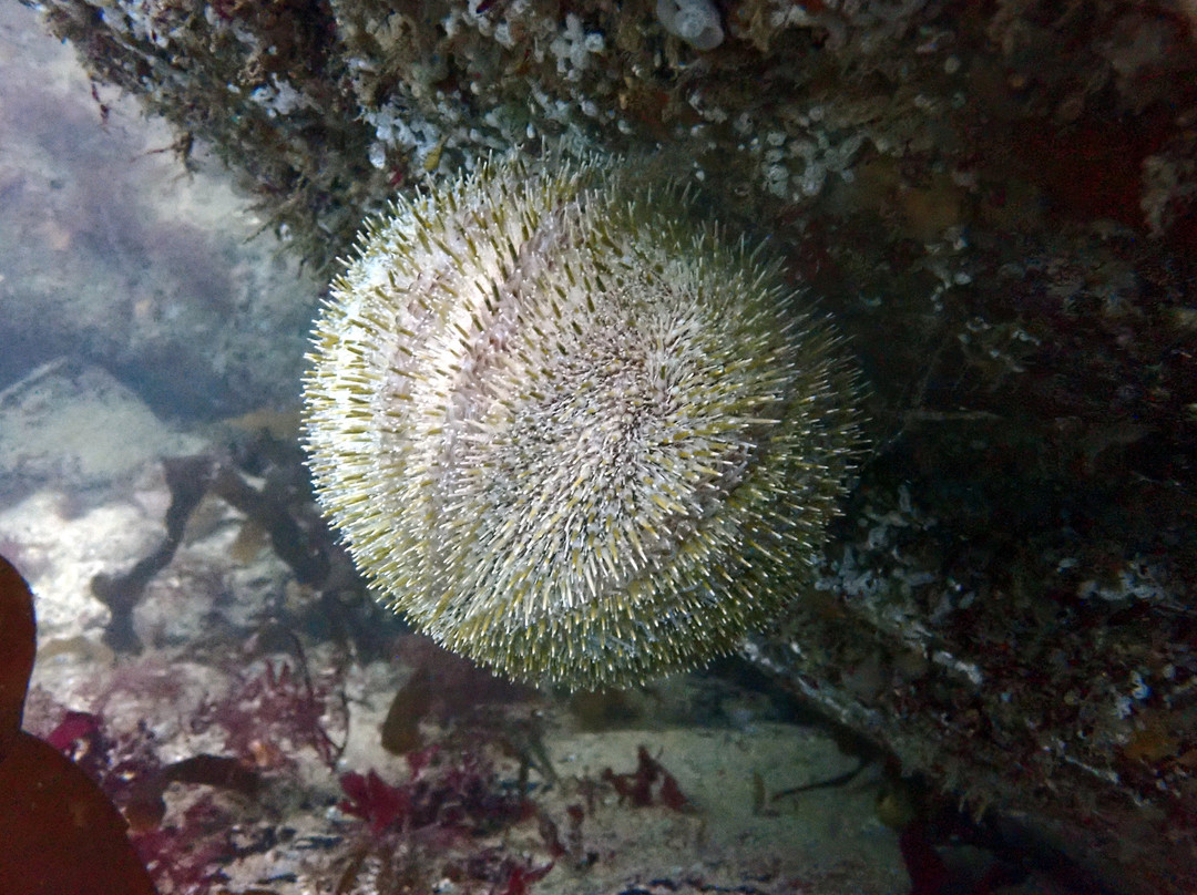 Porthkerris Divers-St Keverne必去景点