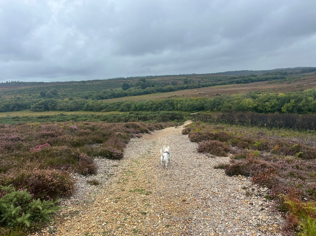 New Forest National Park-Brockenhurst必去景点