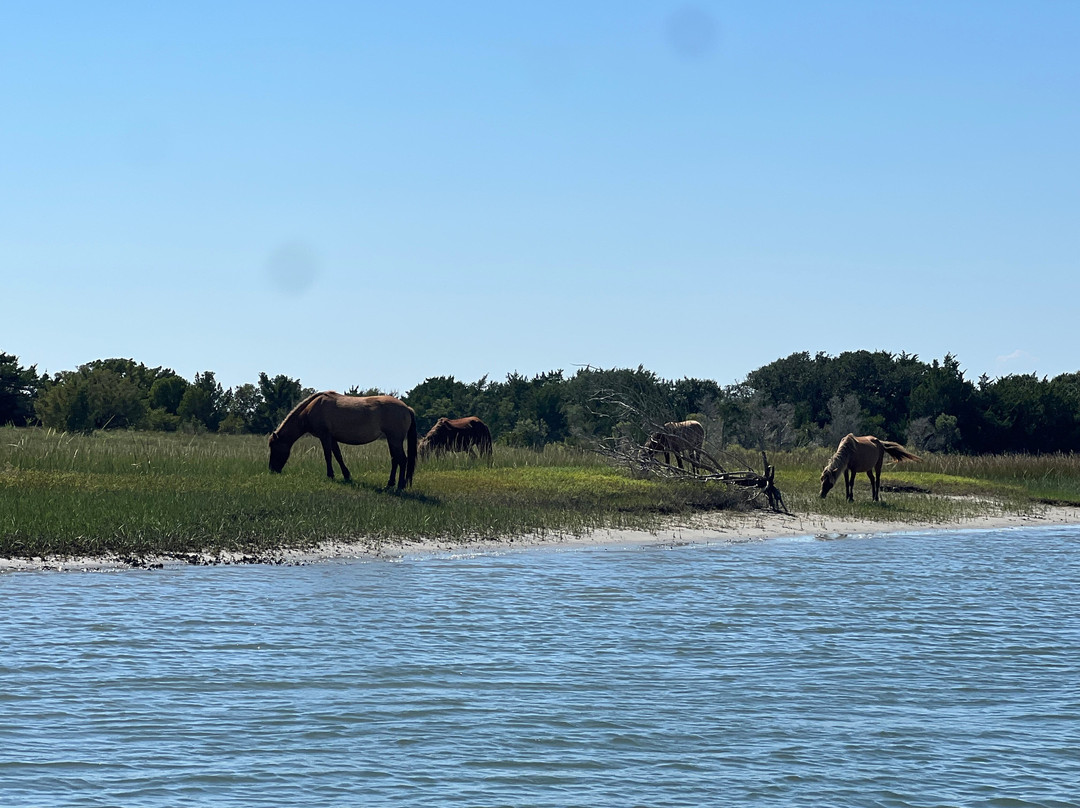 H2O Captain Eco-Tour Private Boat Excursions-莫尔黑德城必去景点