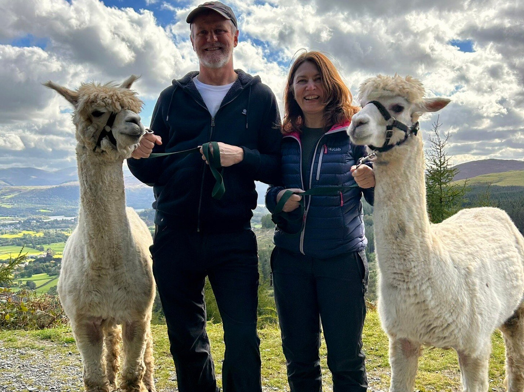 Alpacaly Ever After-Portinscale必去景点