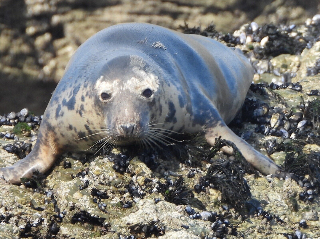 St. Ives Sea Trips-圣艾维斯必去景点