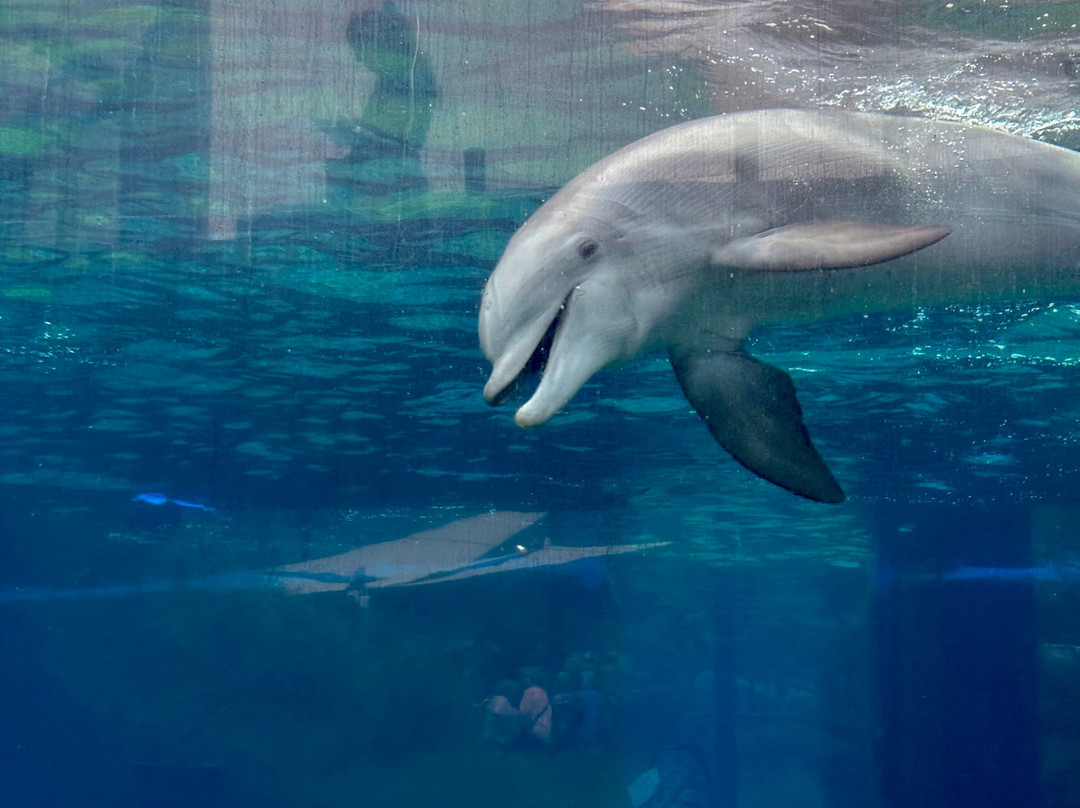 Mississippi Aquarium-格尔夫波特必去景点