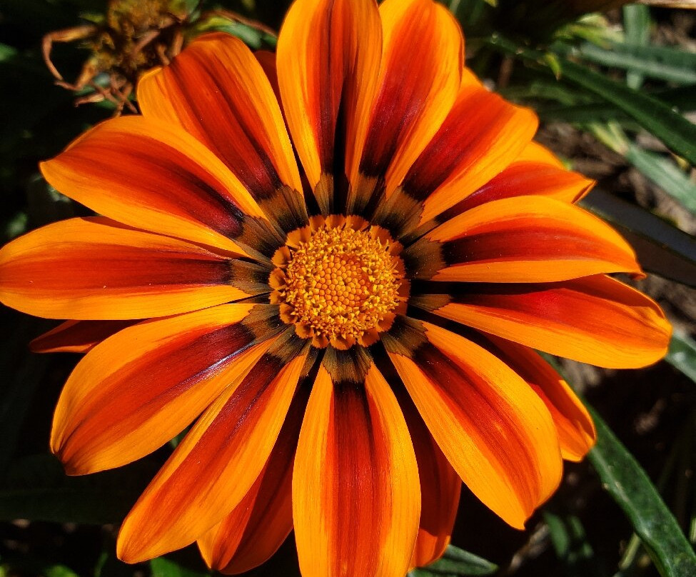 Green Animals Topiary Garden-Portsmouth必去景点