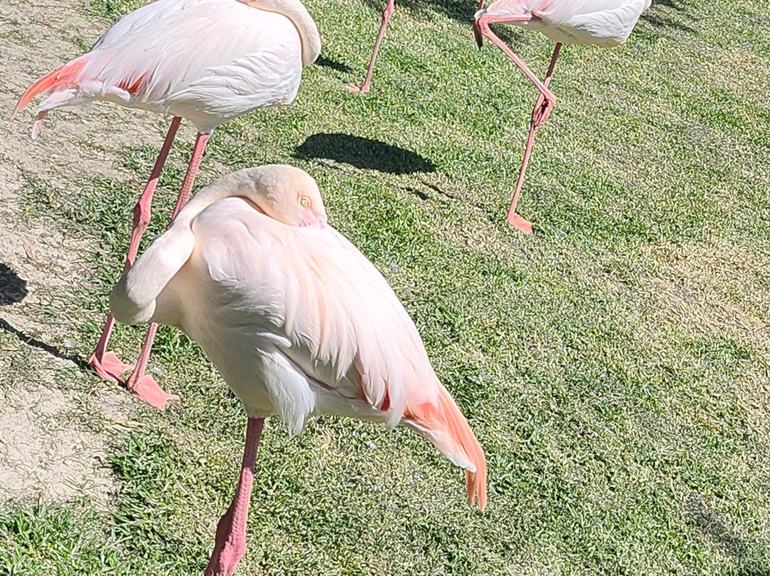 Giraffe House Wildlife Awareness Centre-斯泰伦博斯必去景点