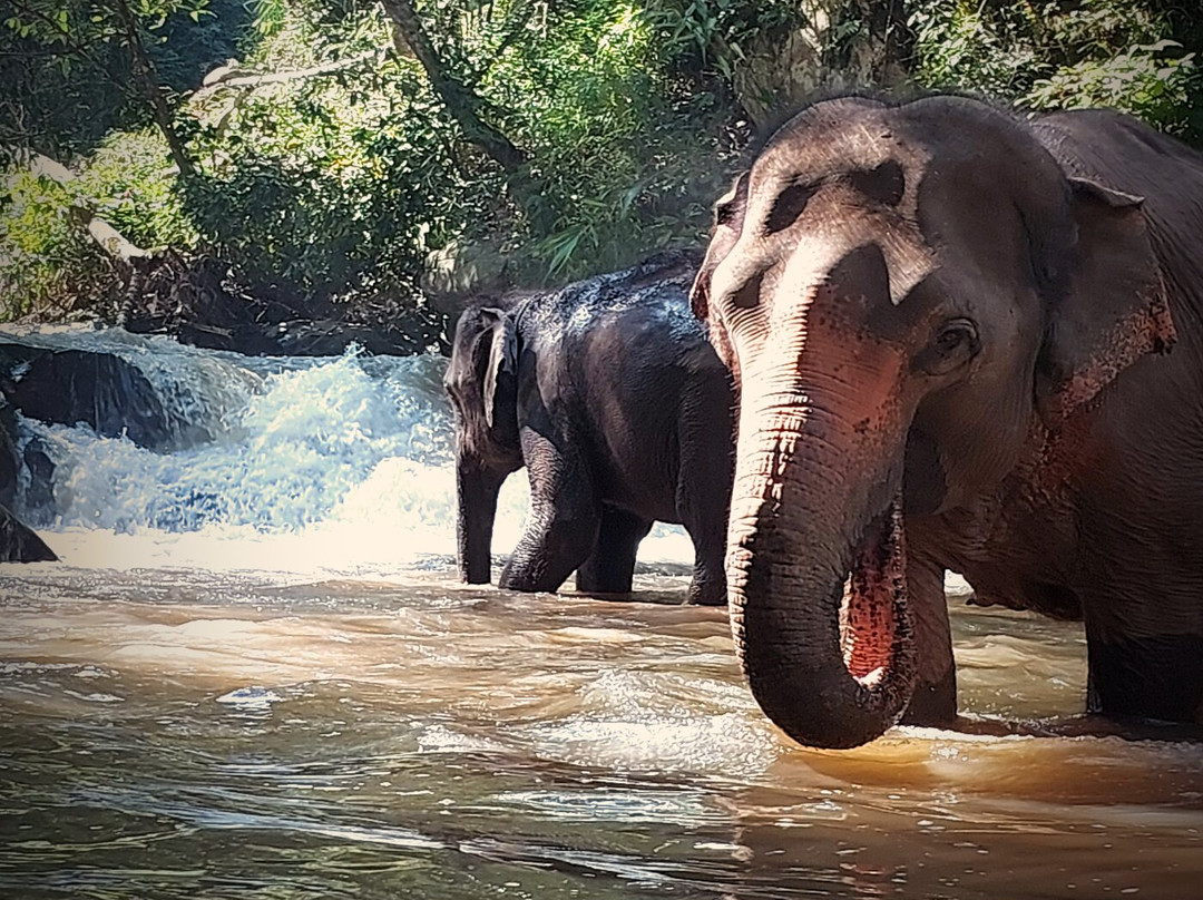 Blue Daily Elephant Care Sanctuary-清迈必去景点