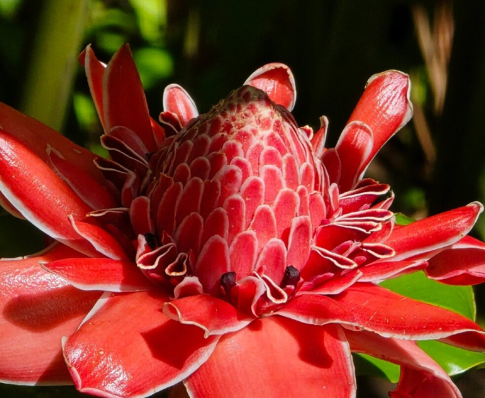 Seychelles National Botanical Gardens-维多利亚必去景点