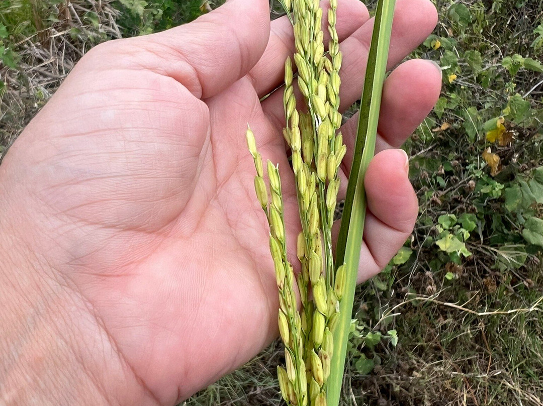 Lanka Tracker - Day Tours-马塔拉必去景点