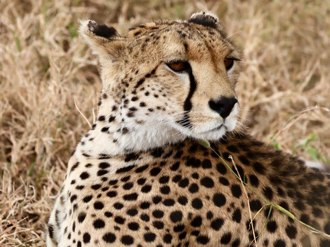 Camptrek Safaris LTD-内罗毕必去景点