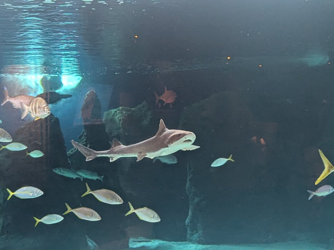 Lanzarote Aquarium-科斯塔特吉塞必去景点