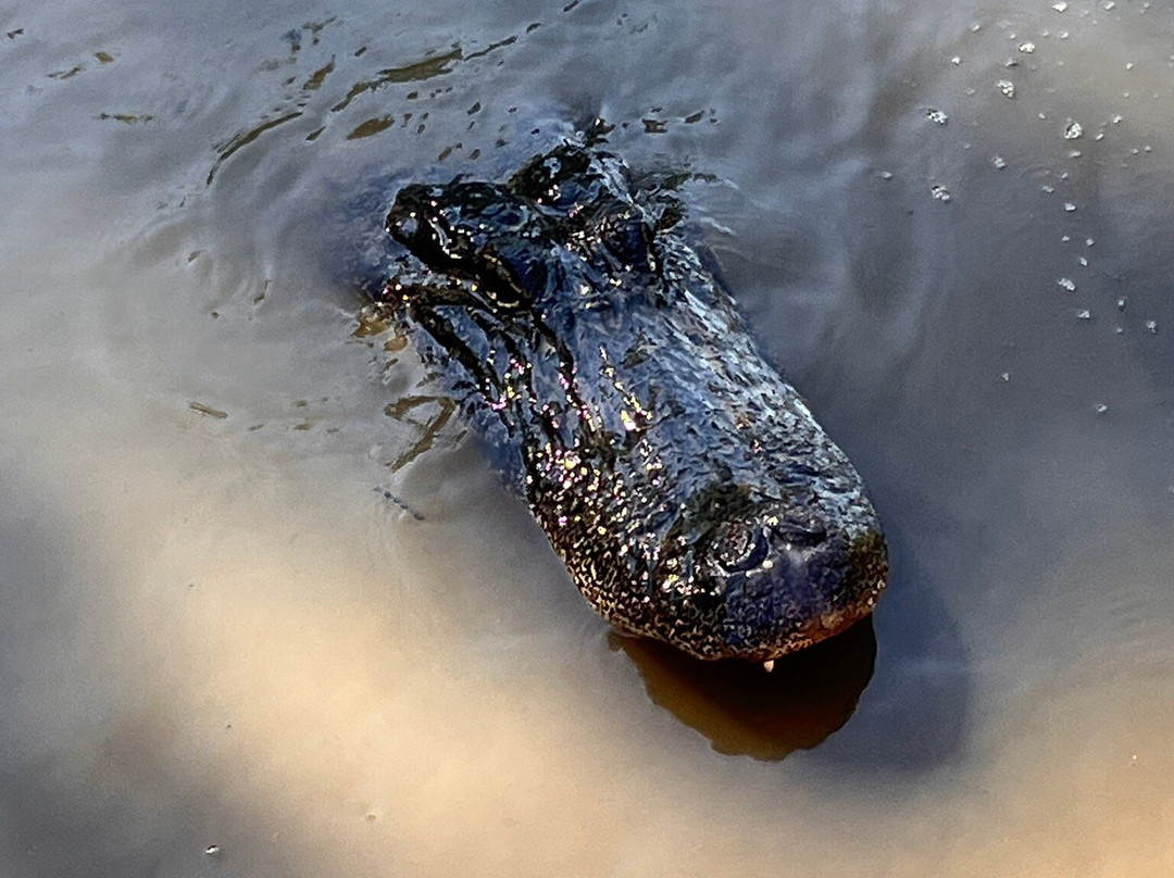 McGee's Louisiana Swamp & Airboat Tours-Henderson必去景点
