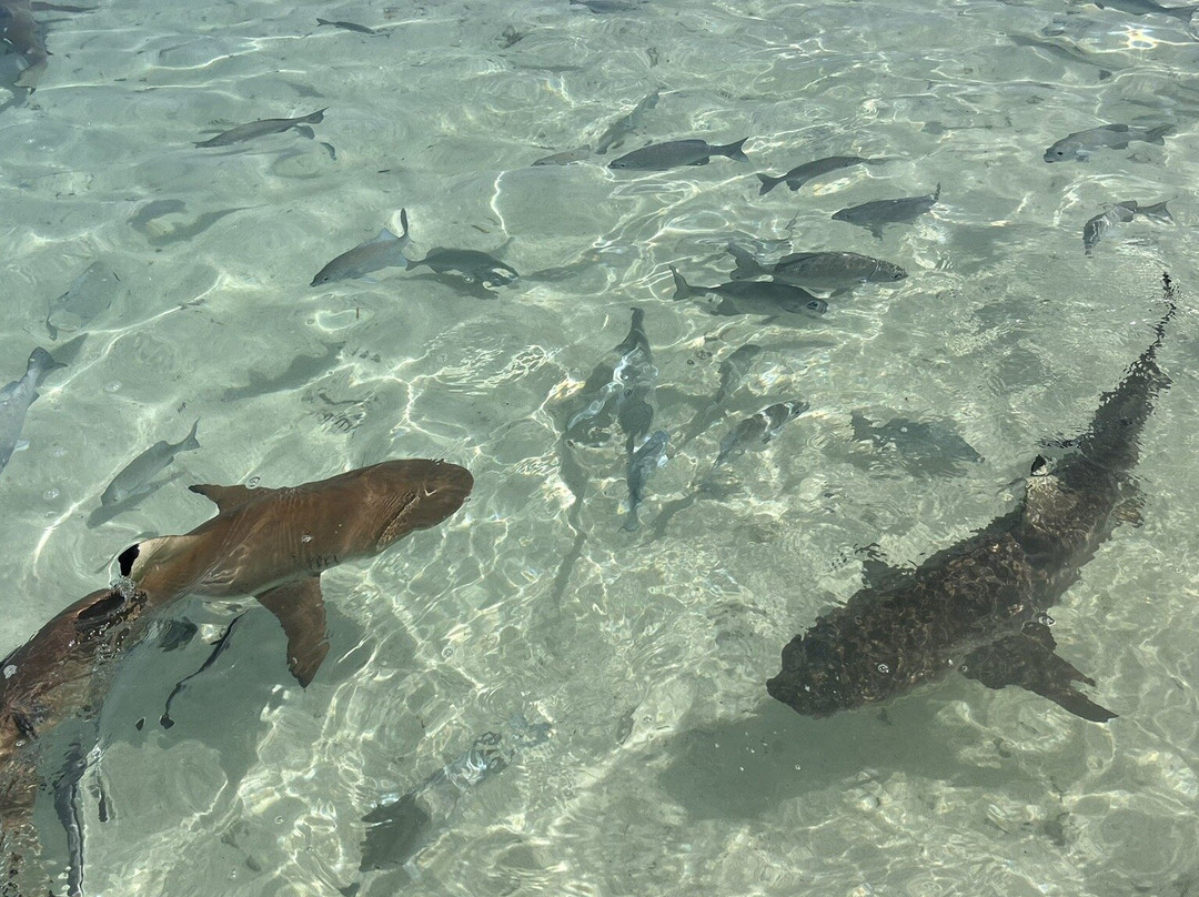 Raja Ampat Dive Trips-Arborek必去景点