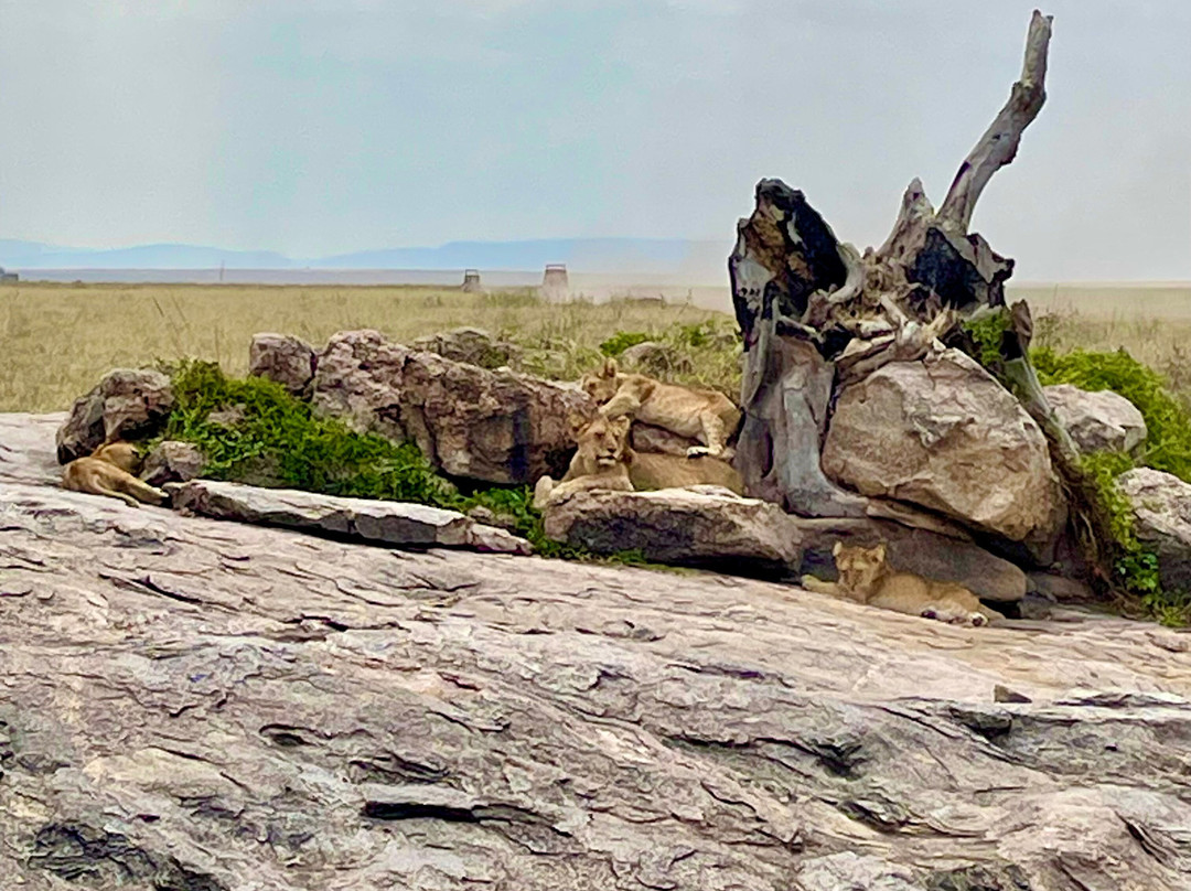 Active Tanzania Adventures-阿鲁沙必去景点