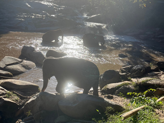 Joy Elephant Sanctuary-清迈必去景点