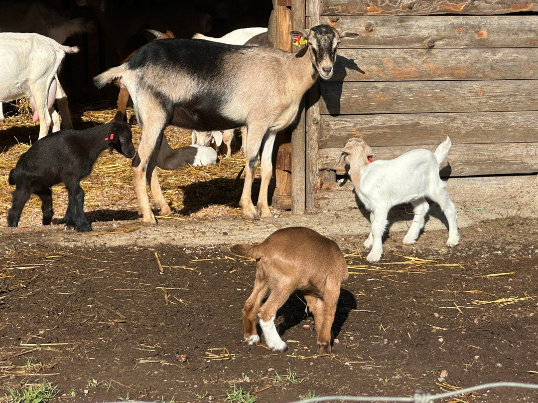 Typical Breakfast with Goats-Rabo de Peixe必去景点
