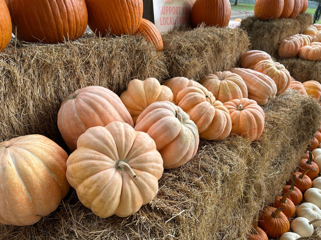 Amber Brooke Farms Eustis-Eustis必去景点