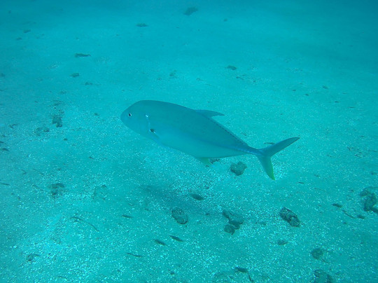 Blue-Fin Diving-马林地必去景点