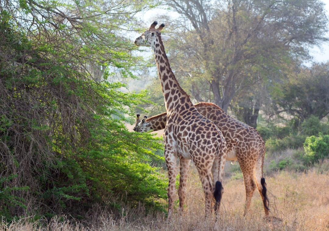 Taita Hills Wildlife Sanctuary-西察沃国家公园必去景点