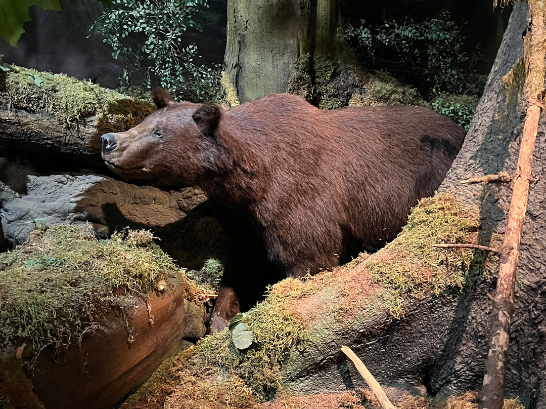Southeast Alaska Discovery Center-凯奇坎必去景点