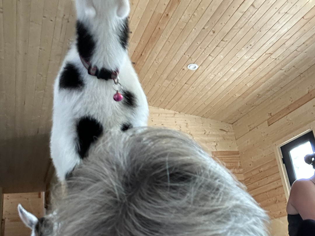 Little Goat Farm at the Lake-Nokesville必去景点