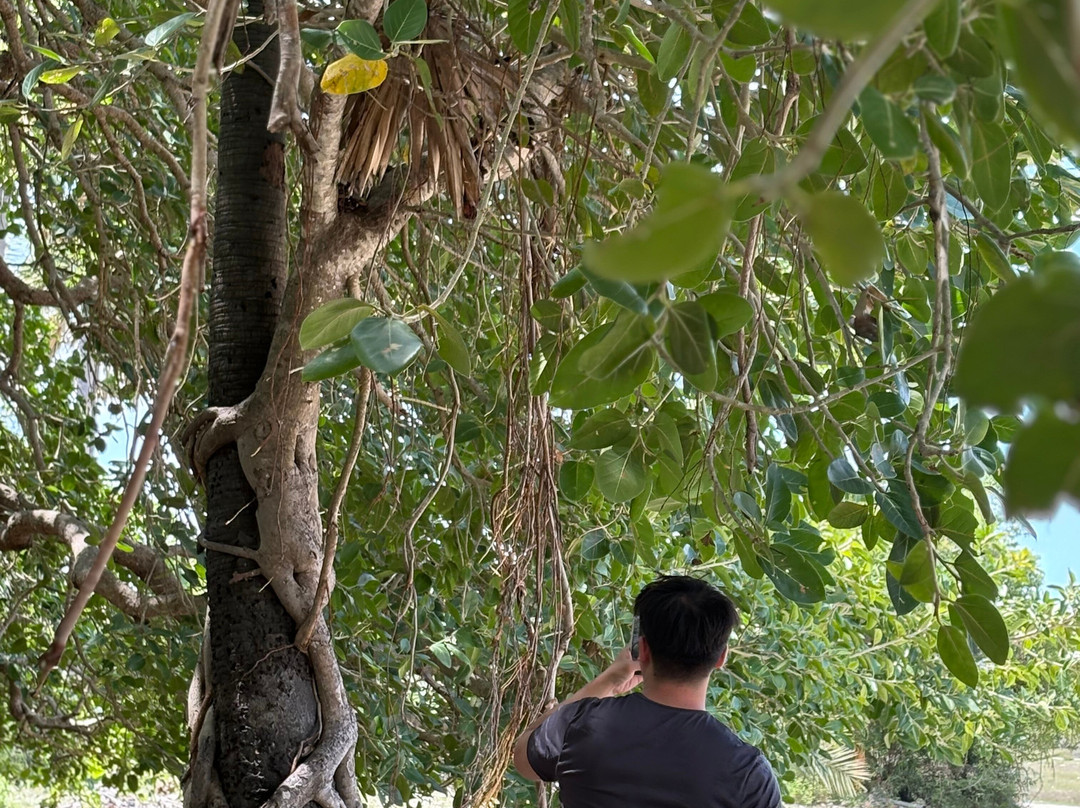Neduntheevu-贾夫纳必去景点