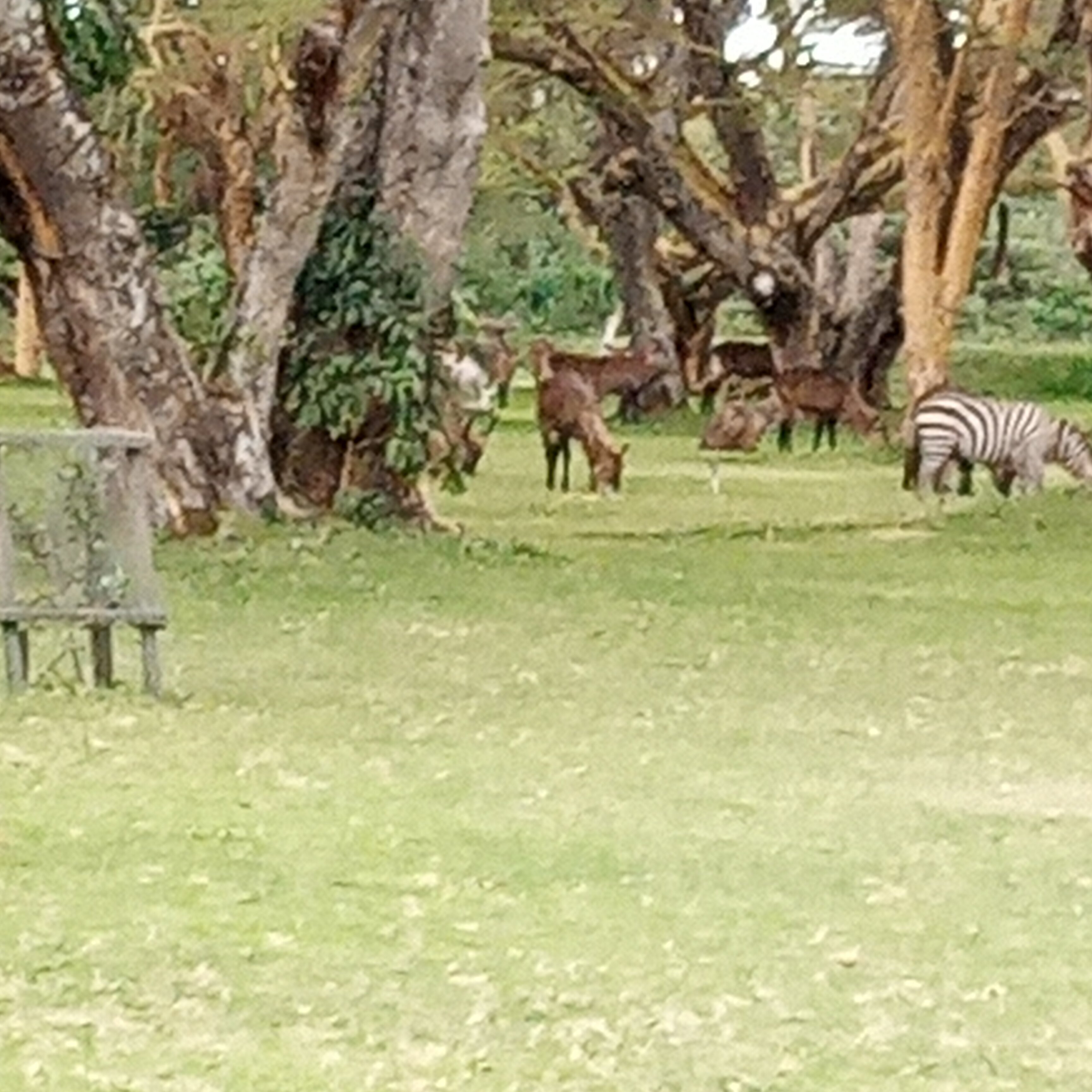 奈瓦沙索帕湖狮子木屋旅馆-官方