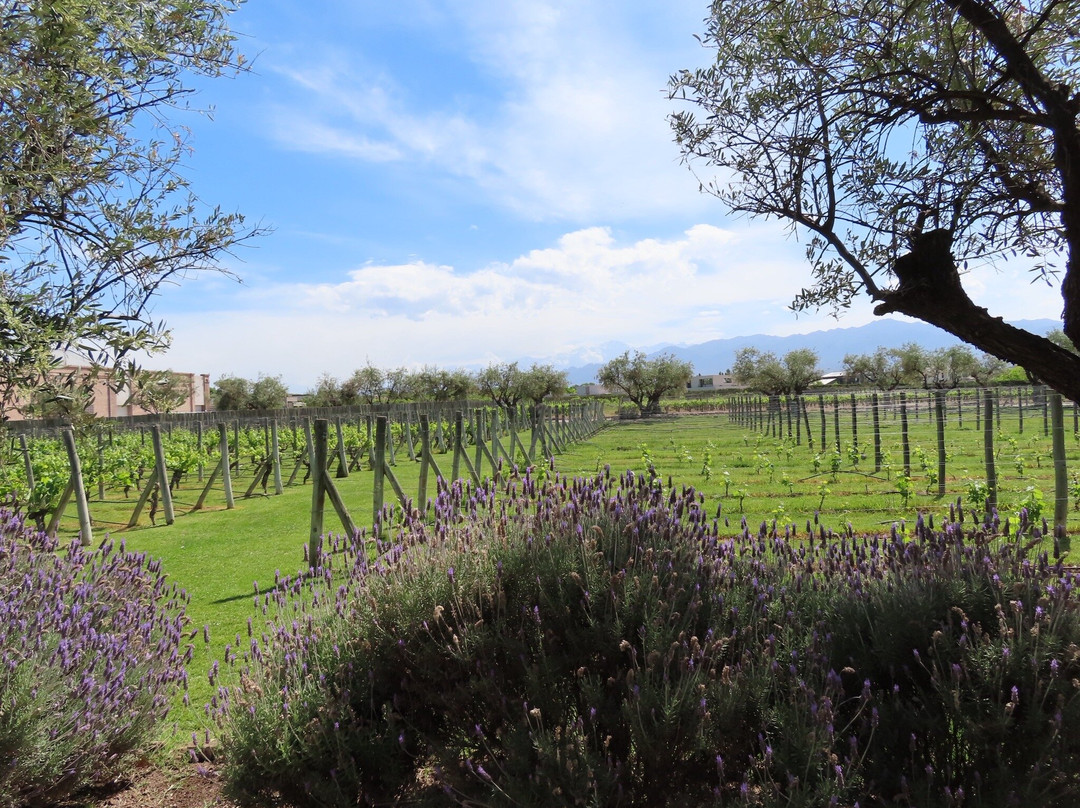 Bodega Alta Vista-路冉得库约必去景点