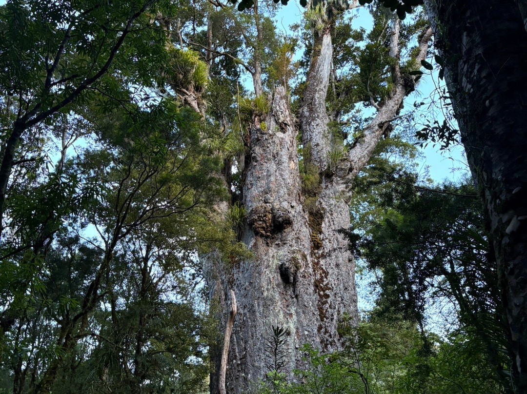 Footprints Waipoua-Waipoua Forest必去景点