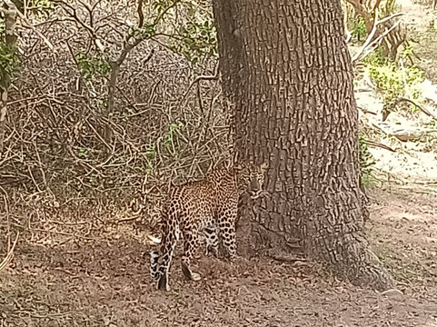 Yala Safaris - Private Tours-蒂瑟默哈拉默必去景点