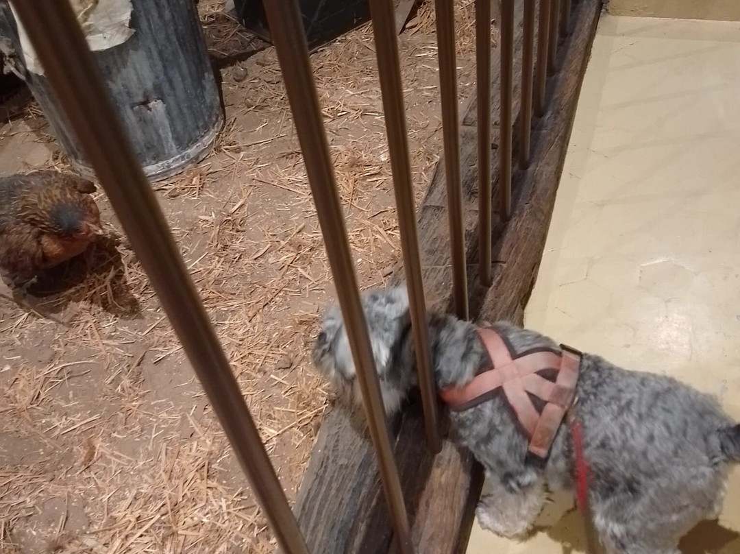 MNHM National Museum of Military History-Diekirch必去景点