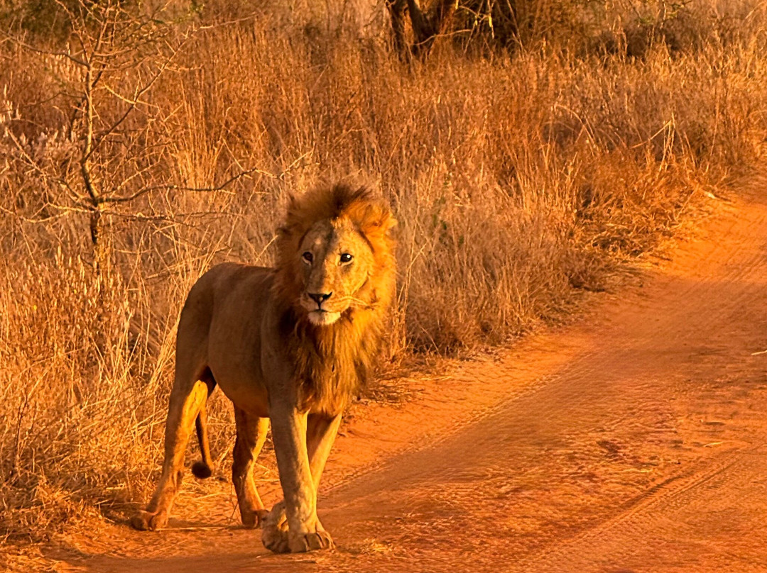 Kenya Safaris con Beka Day Tours-瓦塔木必去景点