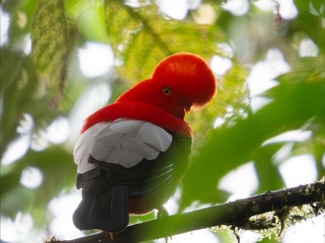 Ecuador Birds Tours-基多必去景点