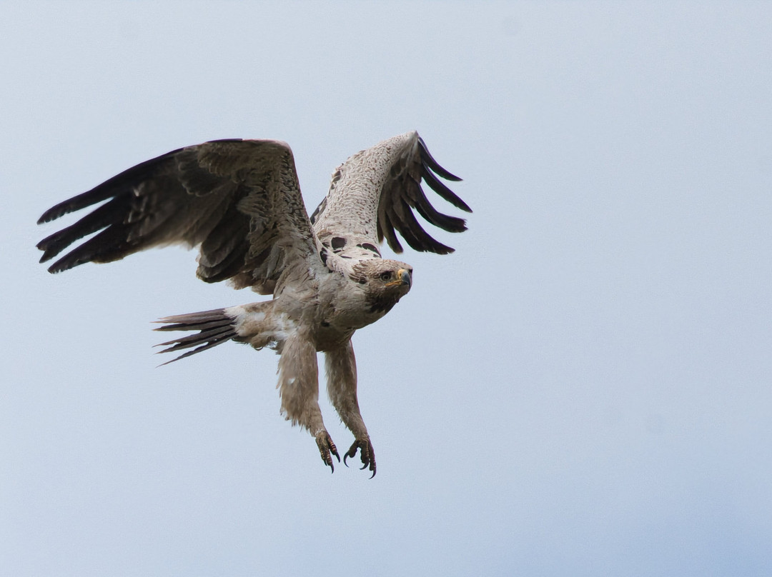 Bale Mountains Tours-Bale Mountains National Park必去景点