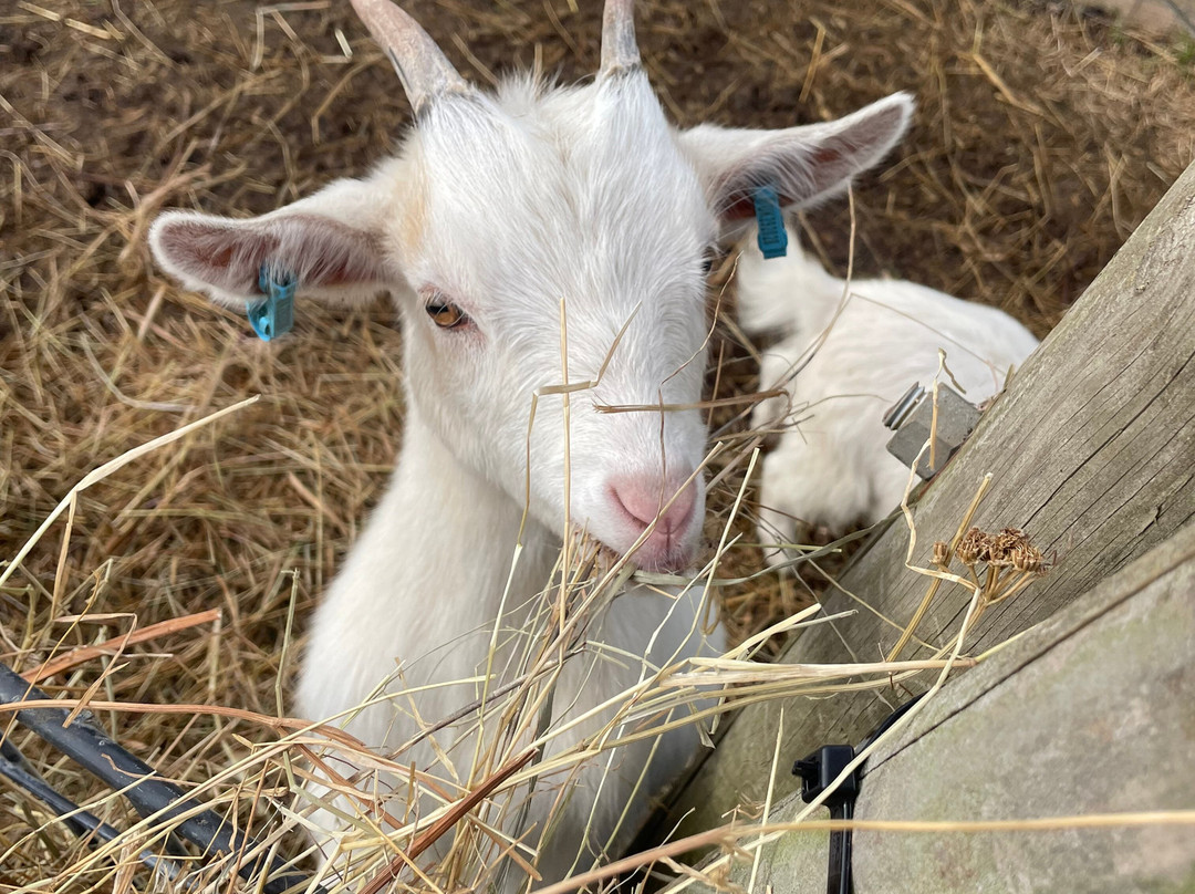 West Wight Alpacas-Wellow必去景点