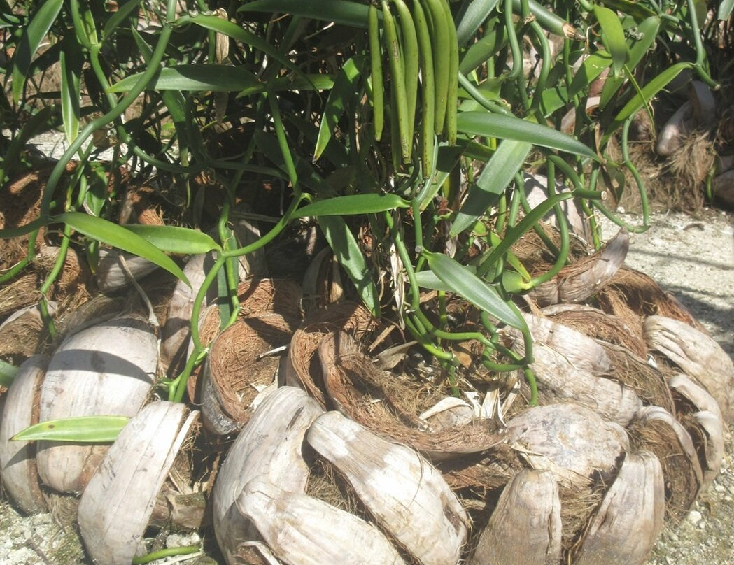 Island Eco Tours : Huahine-Fare必去景点