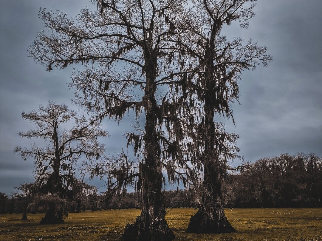 Mossy Brake Camp Swamp Tours-Karnack必去景点