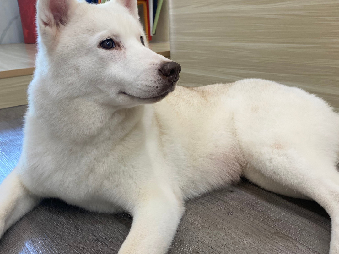 Hahahusky