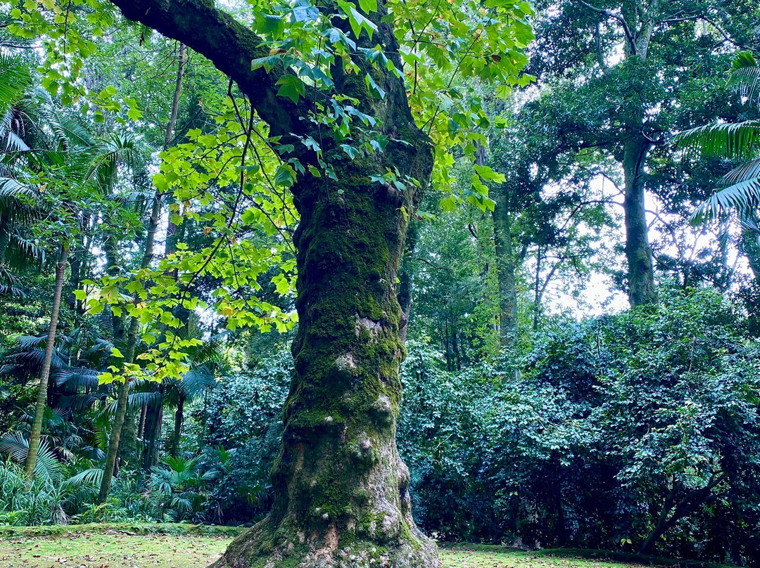 Parque Terra Nostra-富尔纳斯必去景点