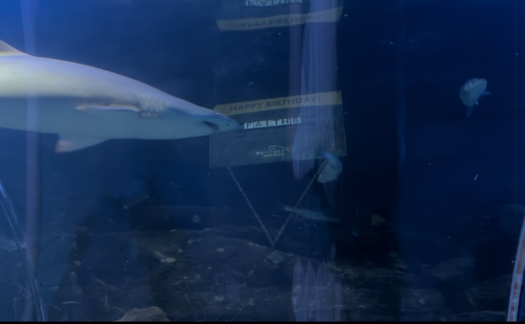 Deep Sea World-北昆斯费里必去景点