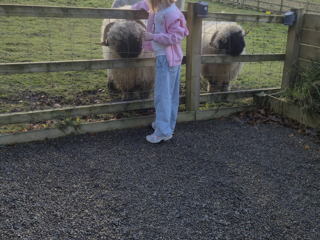 little peru alpaca trekking-Maybole必去景点