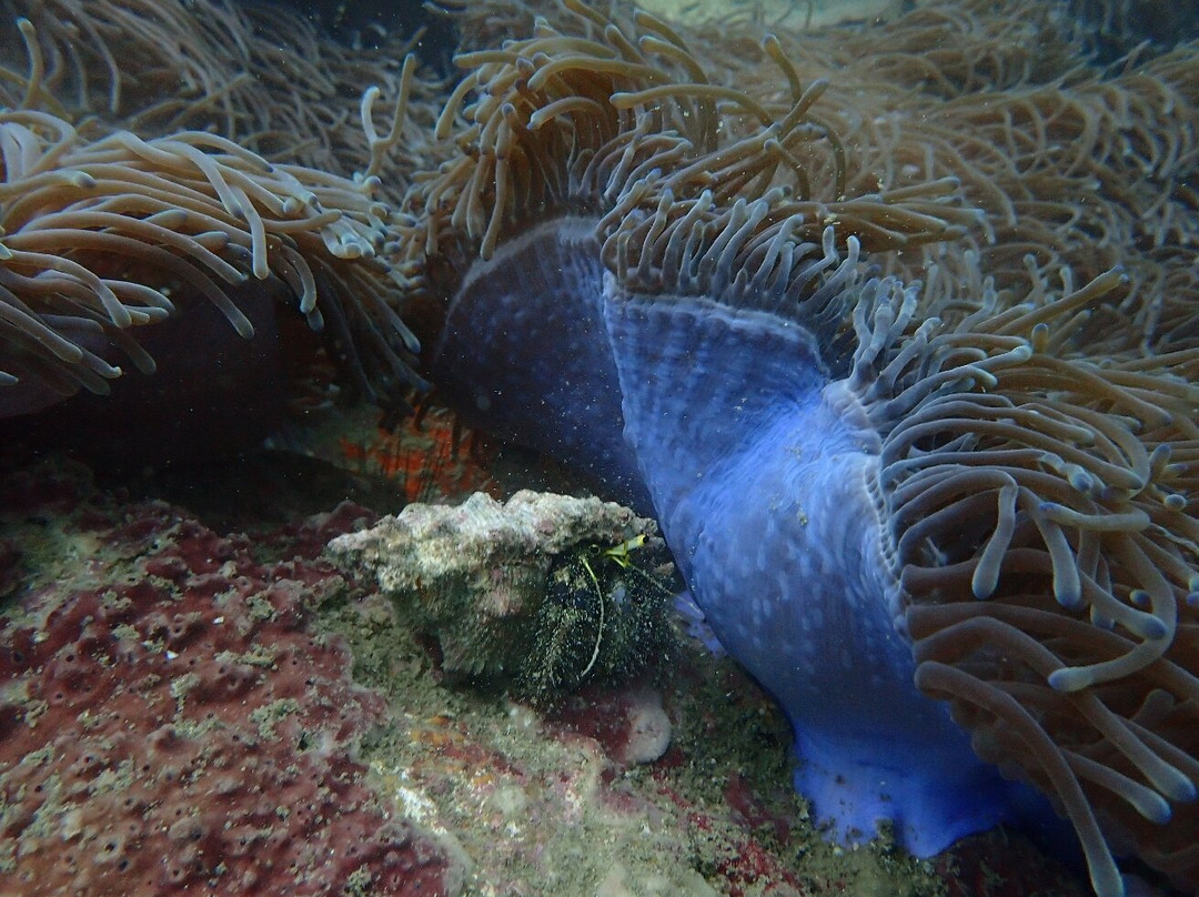 Koh Chang Divers-象岛必去景点