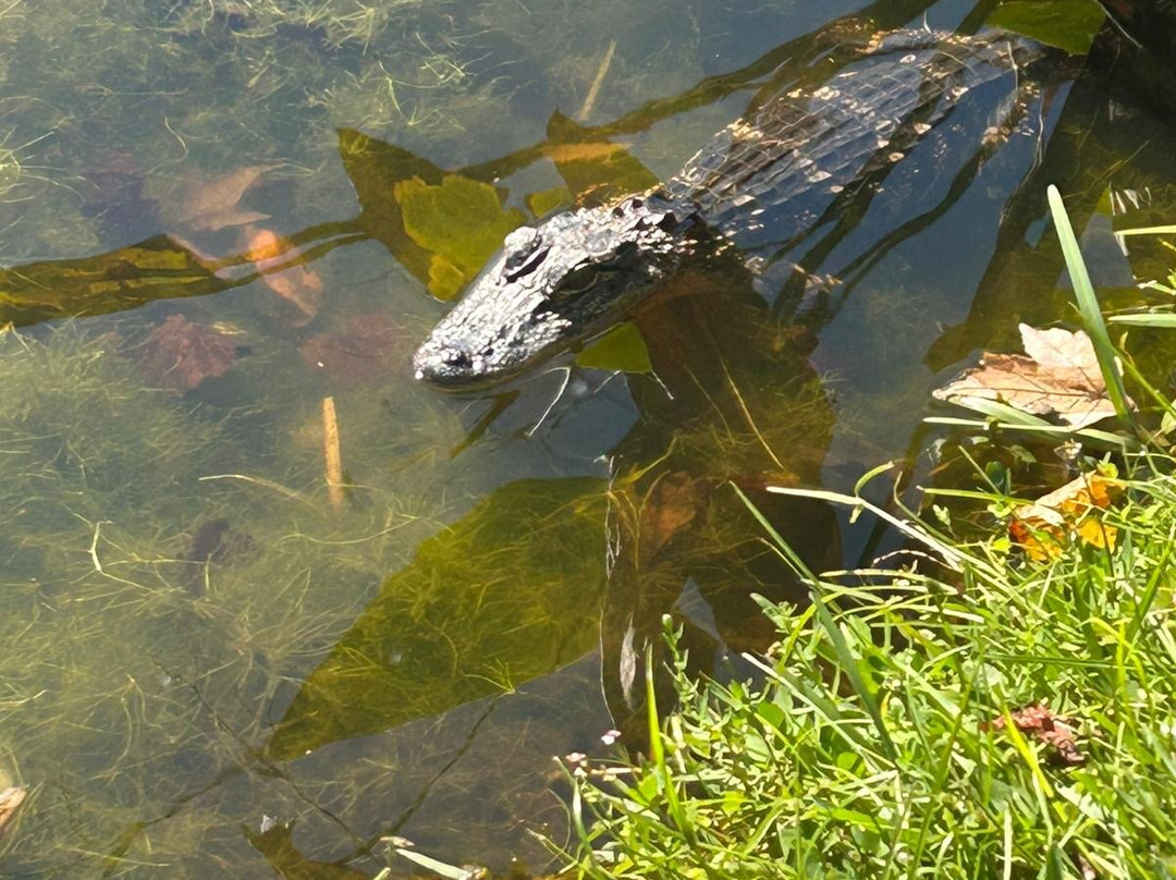 Celebration Golf Club-Celebration必去景点