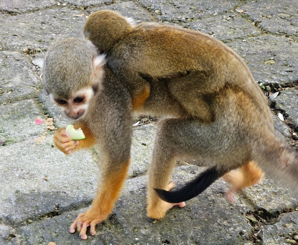 Monkeyland-Higuey必去景点