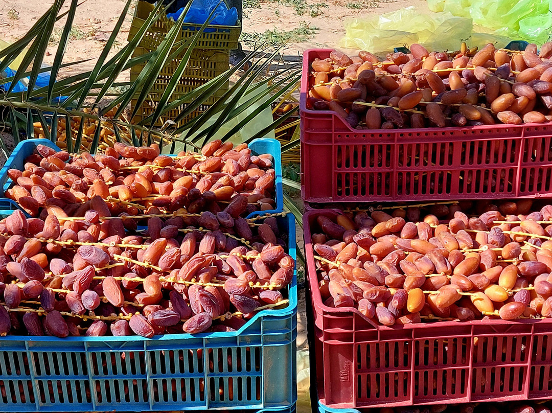 GSA-VOYAGES - Grand Sahara Aventures-杰尔巴岛必去景点