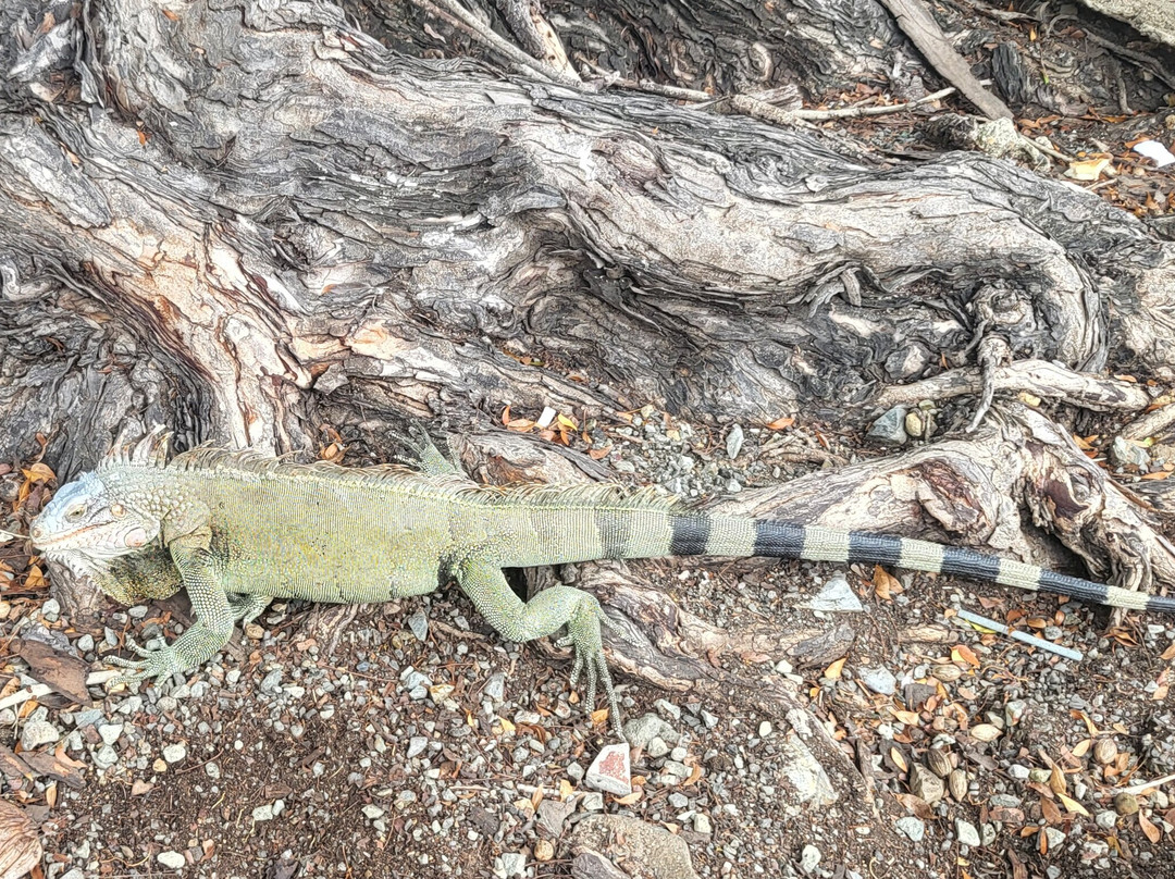 Christiansted Market-圣克鲁斯必去景点
