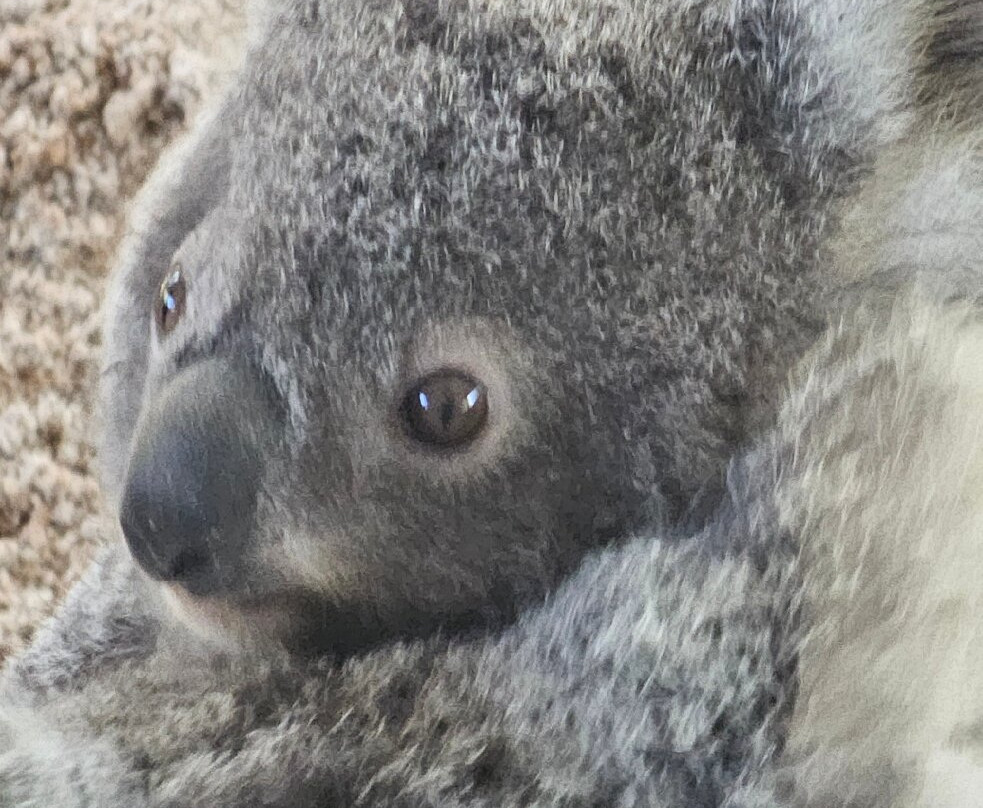 Billabong Zoo Koala & Wildlife Park-麦克夸利港必去景点