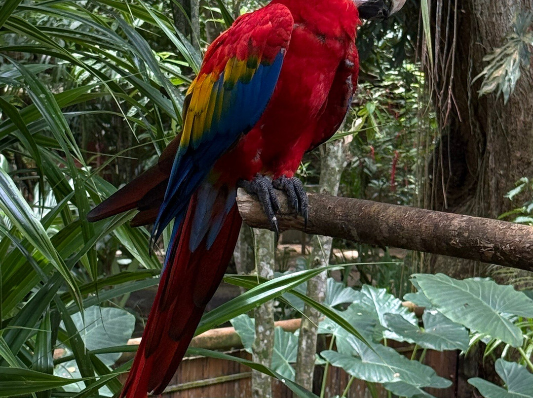 Jaguar Rescue Center-旧港必去景点