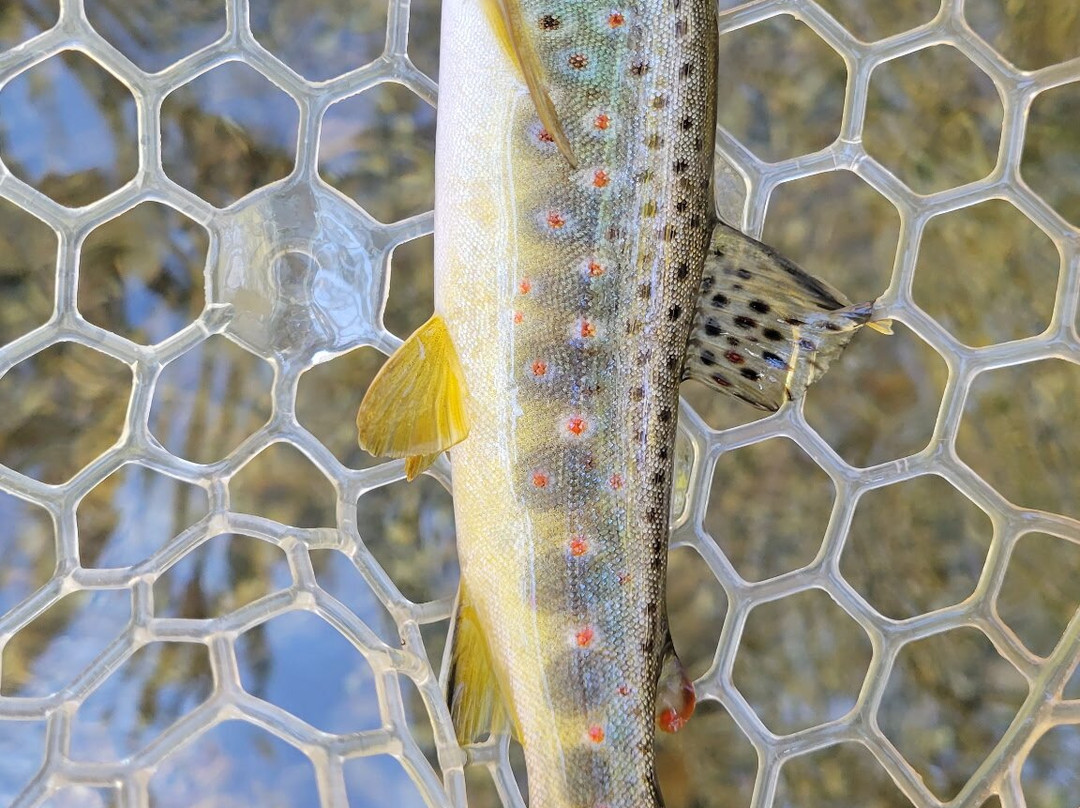 Sedona Fly Fishing Adventures-塞多纳必去景点