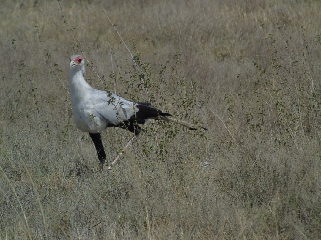Savannah Explorers Limited-阿鲁沙必去景点