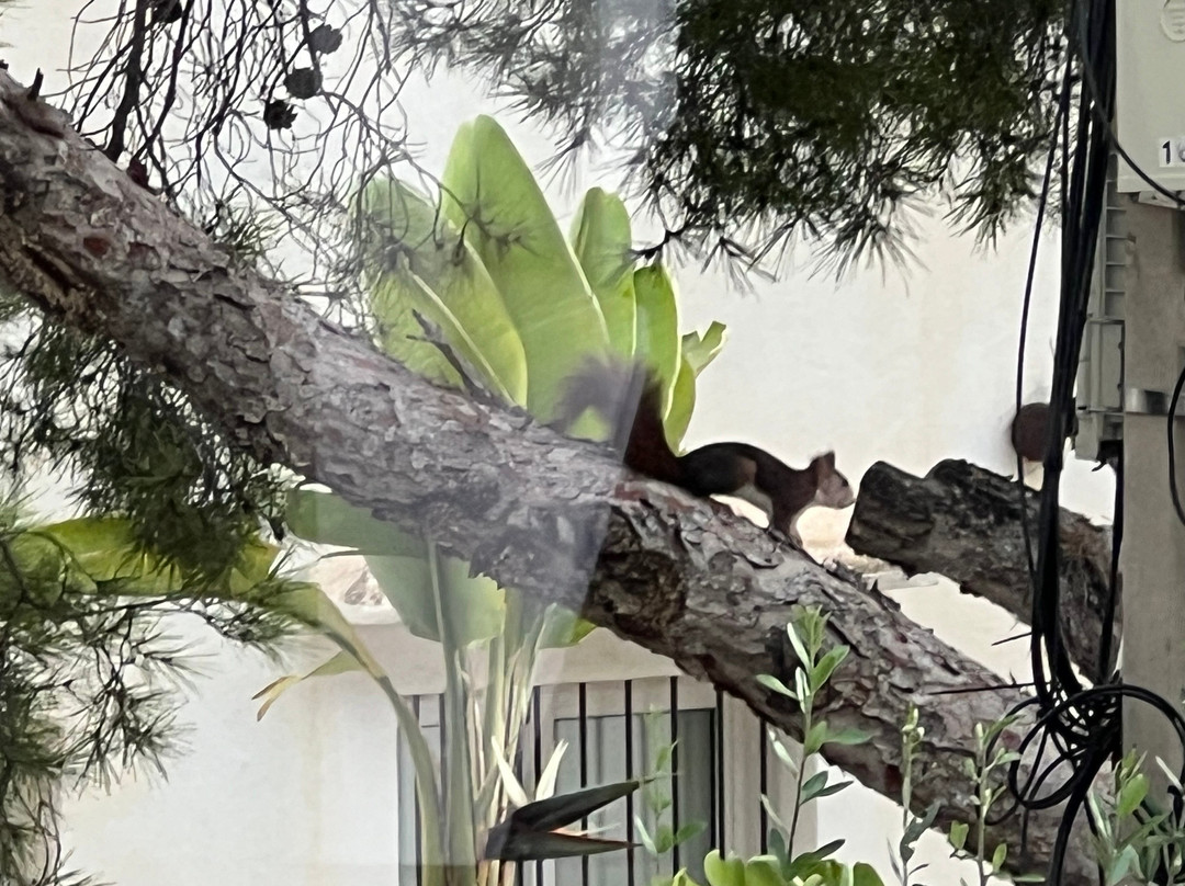 Javea Weekly Market-哈韦阿必去景点