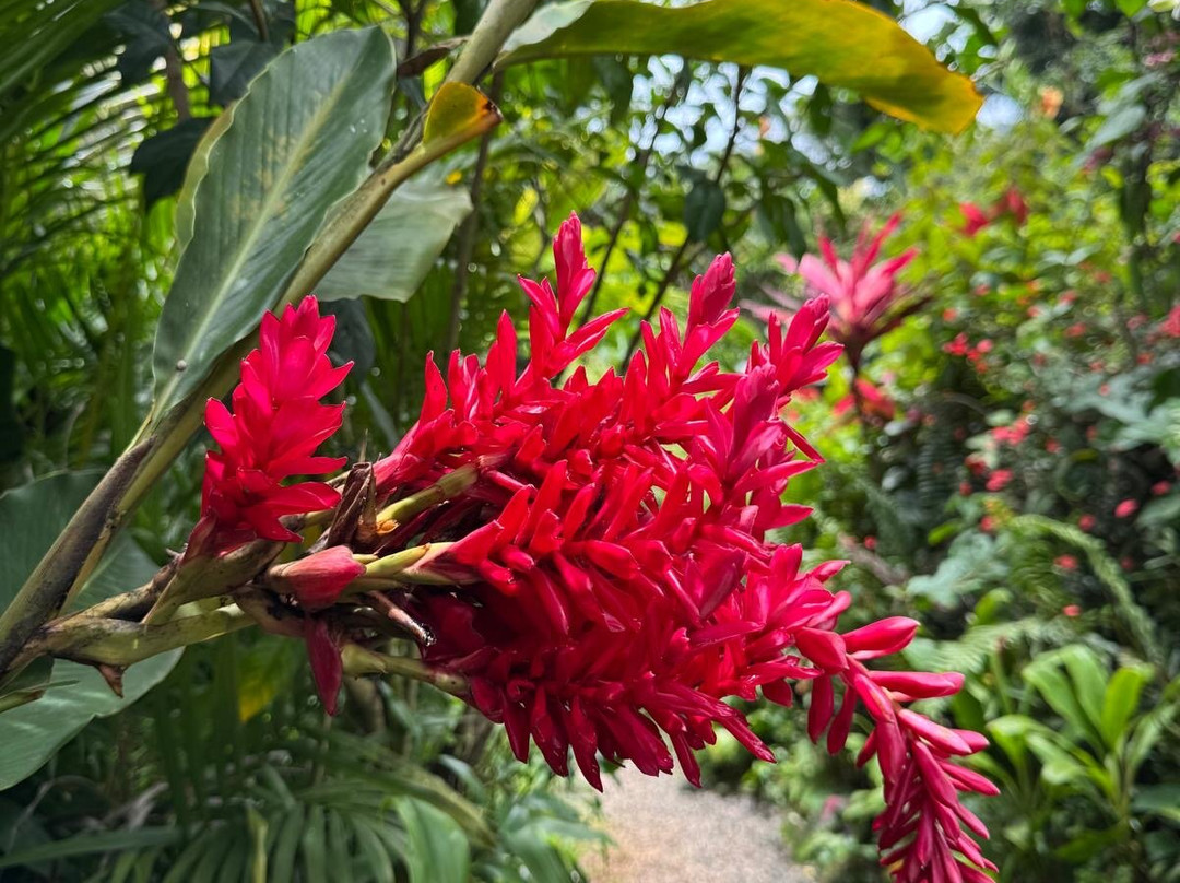 Kot Man-Ya Exotic Flower Garden-皇家沙滩必去景点
